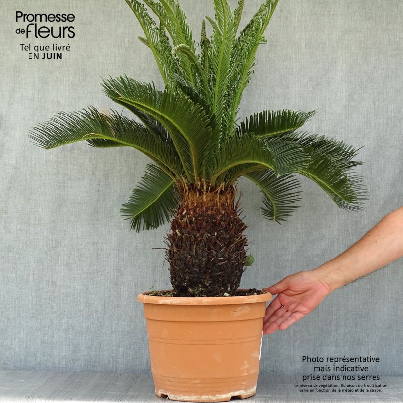Esimerkki kesällä toimitetusta Japaninkruunukävykki - Cycas revoluta 7,5 litran / 10 litran ruukku-taimesta