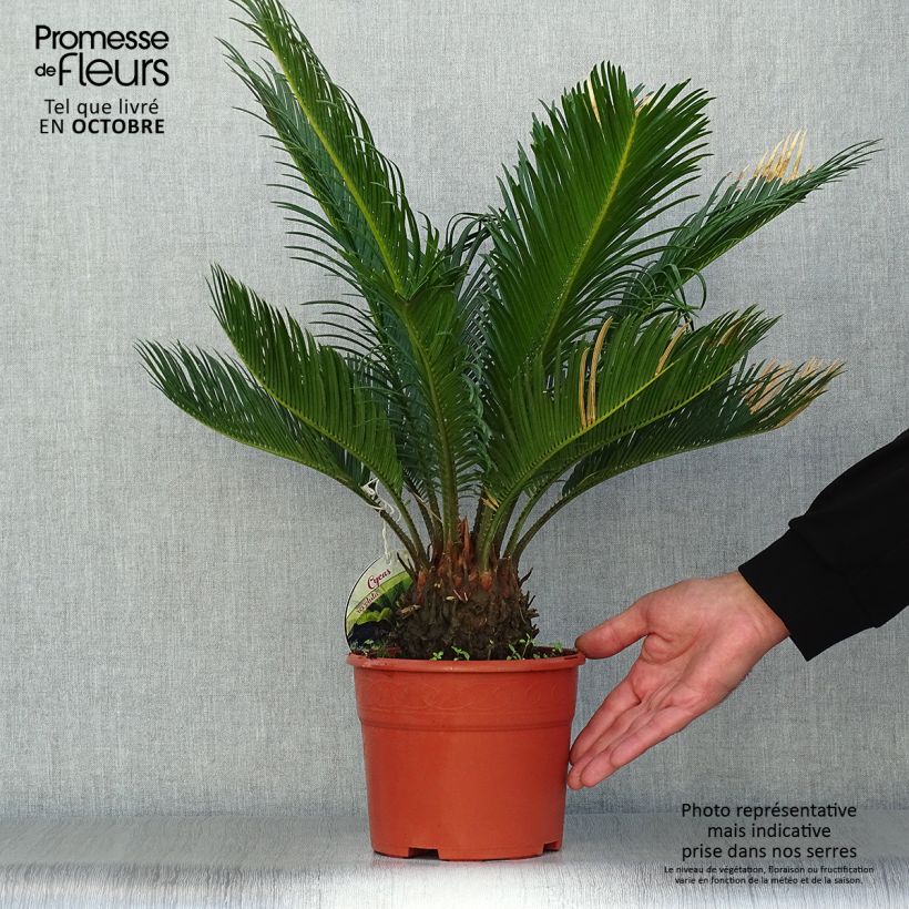 Esimerkki syksyllä toimitetusta Japaninkruunukävykki - Cycas revoluta 2 litran/3 litran ruukku-taimesta