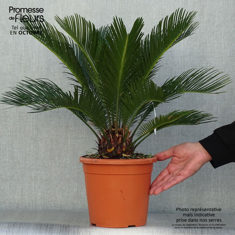 Esimerkki syksyllä toimitetusta Japaninkruunukävykki - Cycas revoluta 4 litran/5 litran ruukku-taimesta