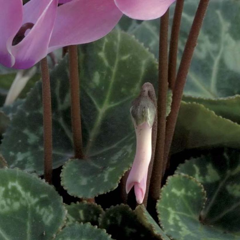Cyclamen coum (Lehvistö)