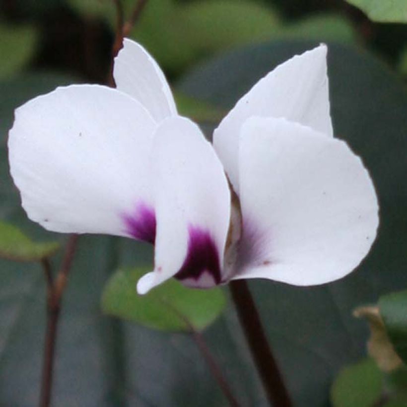 Balkaninsyklaami Album FI (Flowering)