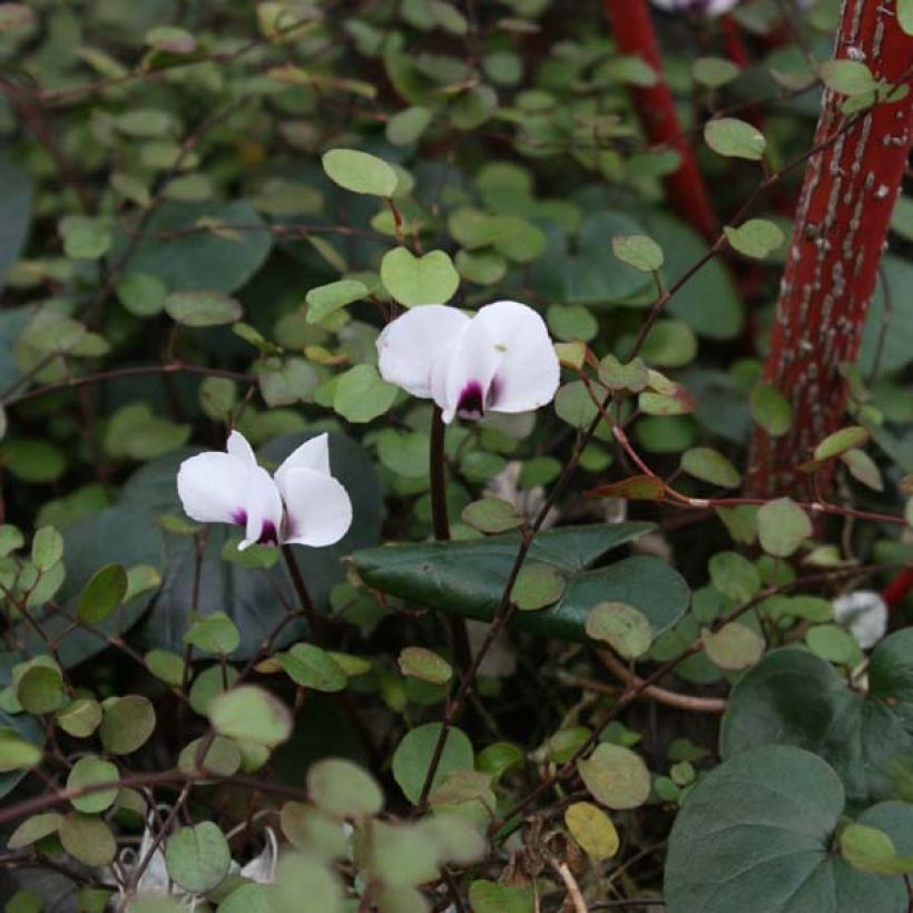 Balkaninsyklaami Album FI (Plant habit)