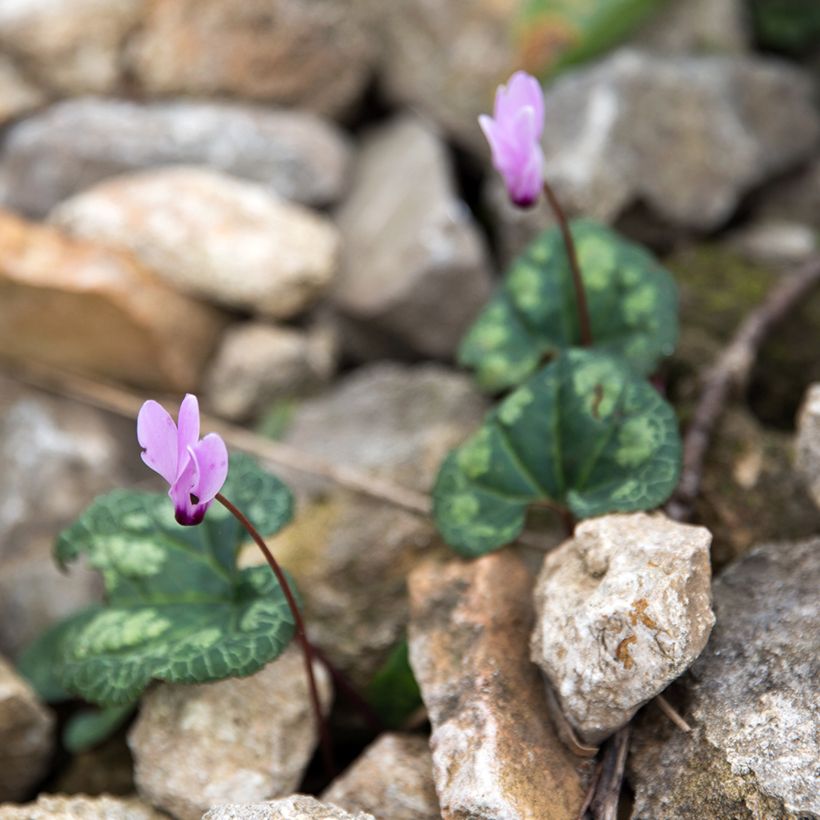 Kilikiansyklaami - Cyclamen cilicium (Kasvutapa)
