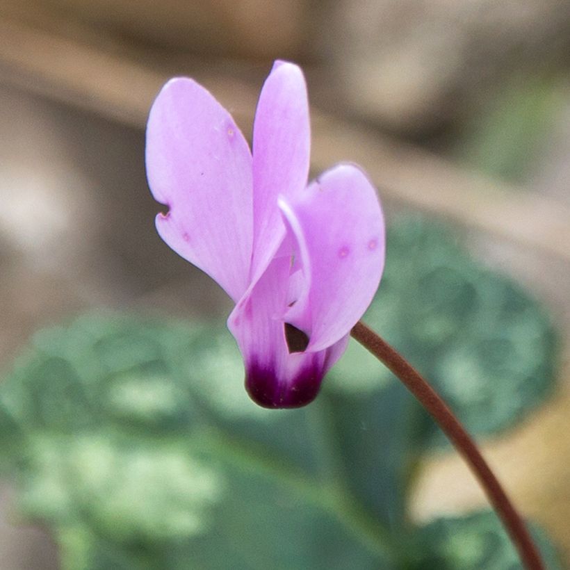 Kilikiansyklaami - Cyclamen cilicium (Kukinta)