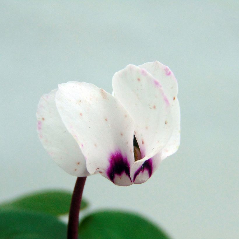Balkaninsyklaami Album valkoinen (Flowering)
