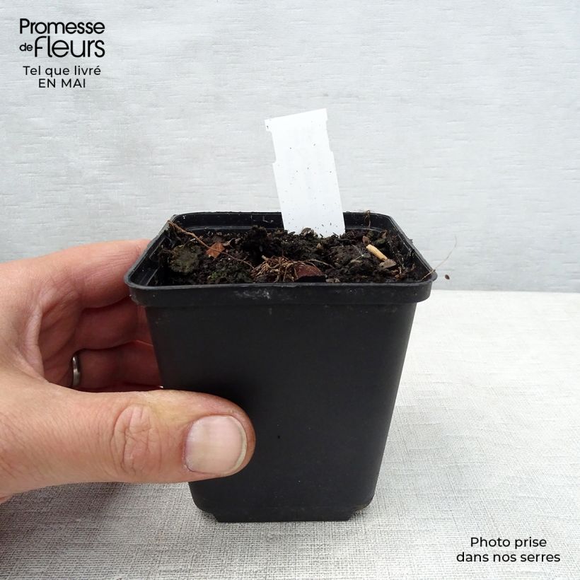 Example of Balkaninsyklaami Album valkoinen Godet de 8/9 cm as you get in printemps