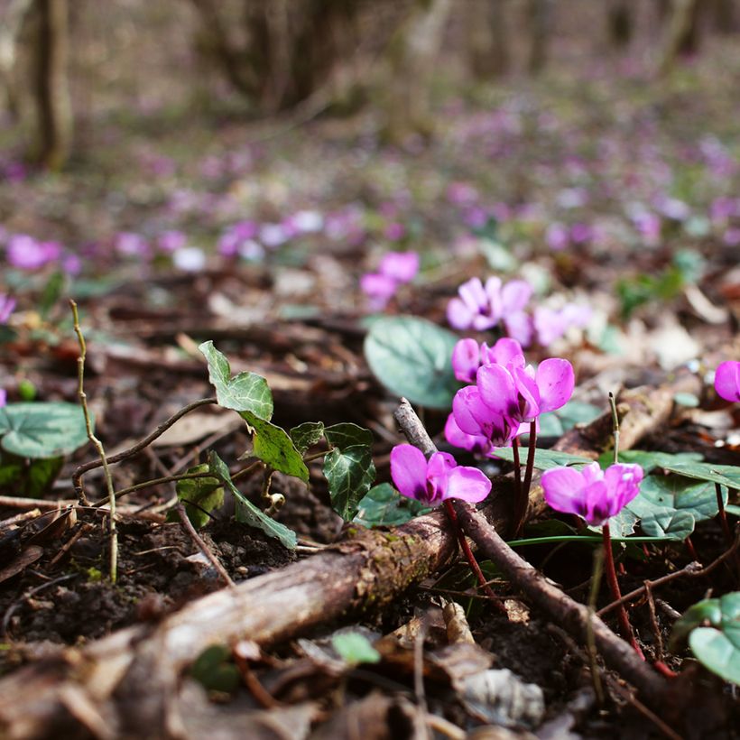Balkaninsyklaami vaaleanpunainen - Cyclamen coum (Kasvutapa)