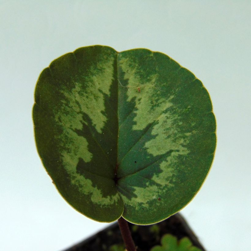 Balkaninsyklaami vaaleanpunainen - Cyclamen coum (Lehvistö)