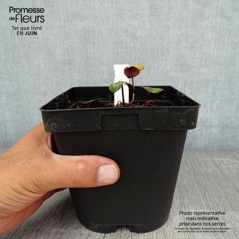 Esimerkki kesällä toimitetusta Balkaninsyklaami vaaleanpunainen - Cyclamen coum Ruukku 2L / 3L-taimesta