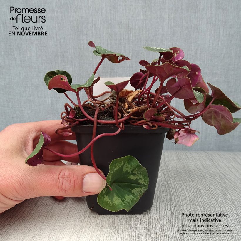 Esimerkki syksyllä toimitetusta Balkaninsyklaami vaaleanpunainen - Cyclamen coum 8/9 cm taimiruukku-taimesta