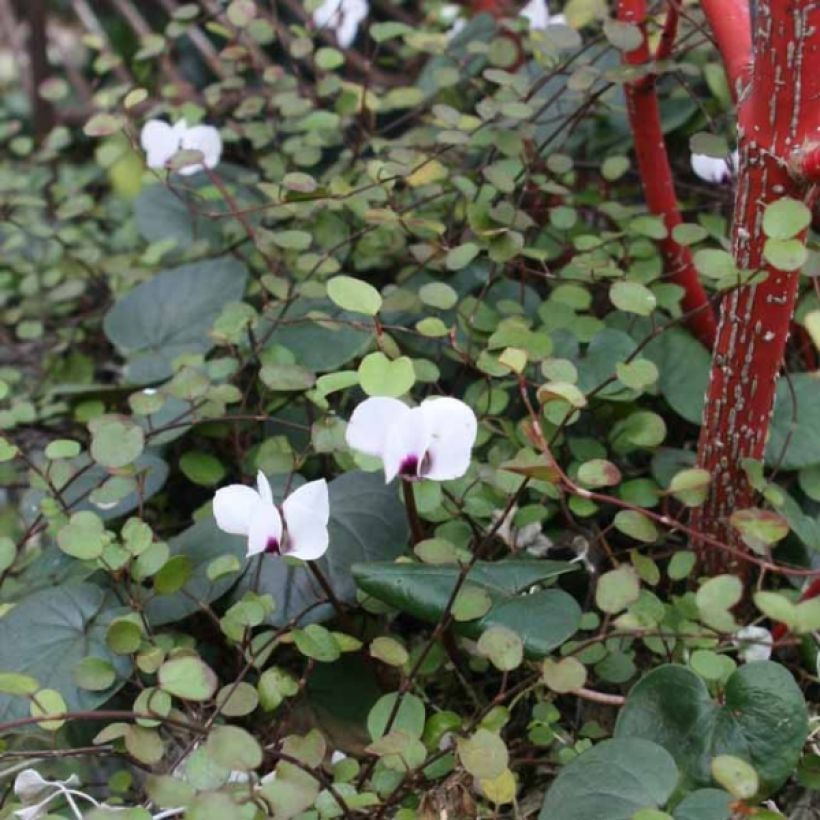 Balkaninsyklaami Album valkoinen (Plant habit)