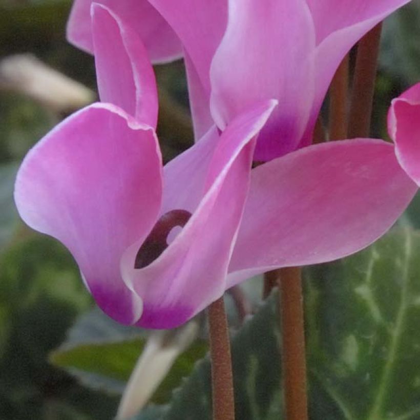 Cyclamen coum (Kukinta)