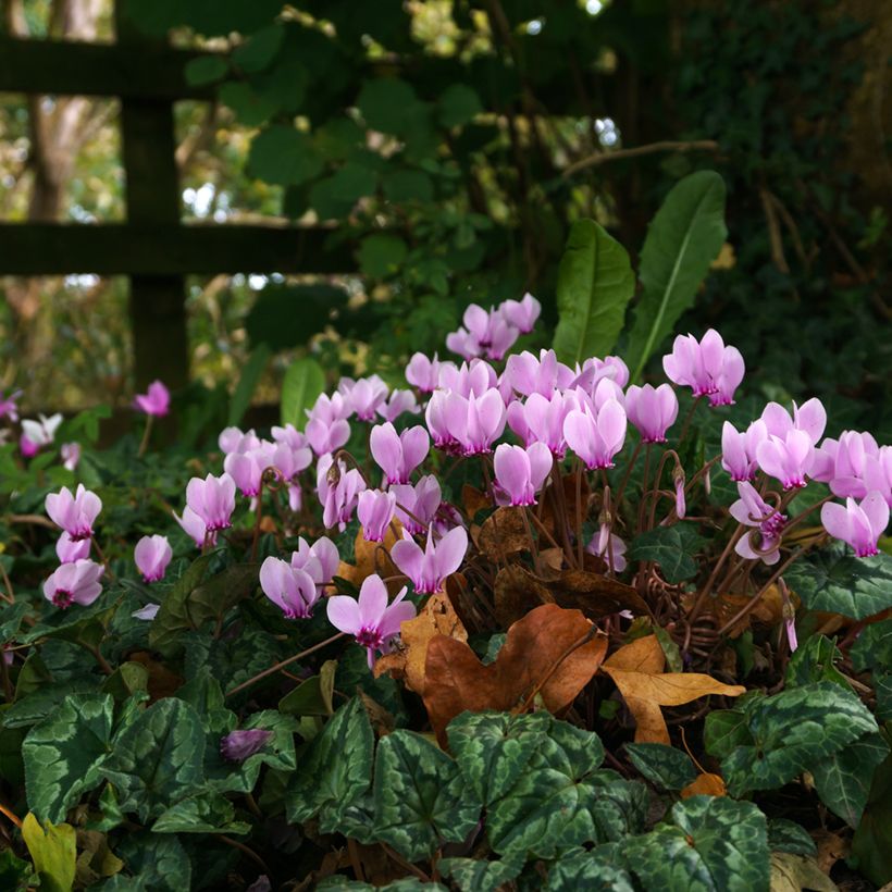 Murattisyklaami - Cyclamen hederifolium (Kasvutapa)