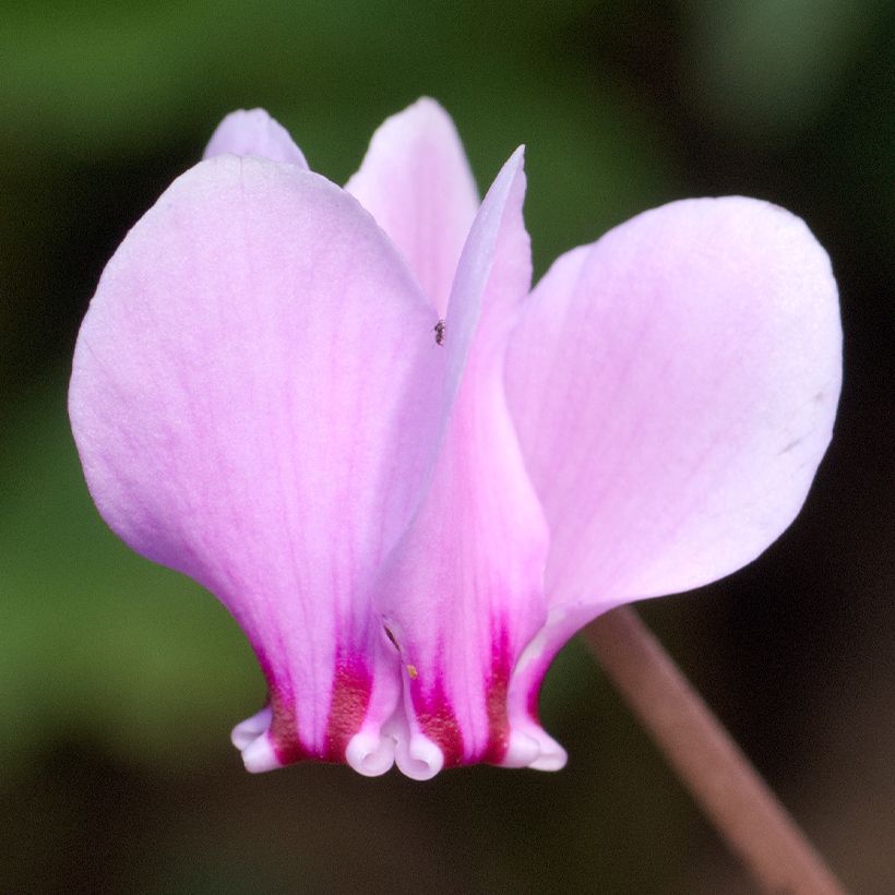 Murattisyklaami - Cyclamen hederifolium (Kukinta)