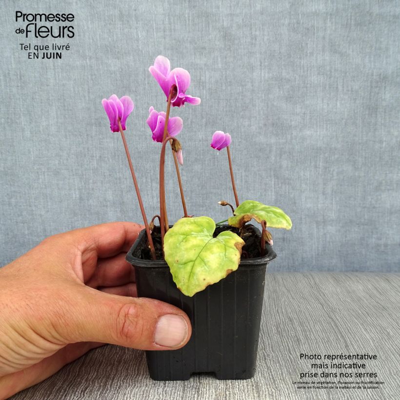 Esimerkki kesällä toimitetusta Murattisyklaami - Cyclamen hederifolium Godet de 7/8 cm-taimesta