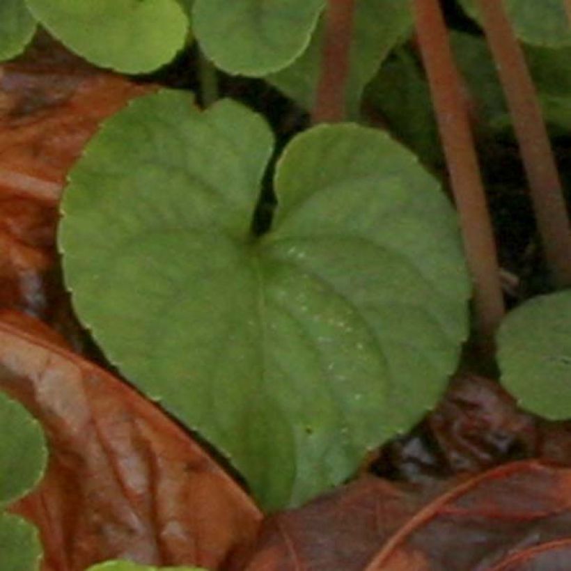 Murattisyklaami Album (Lehvistö)