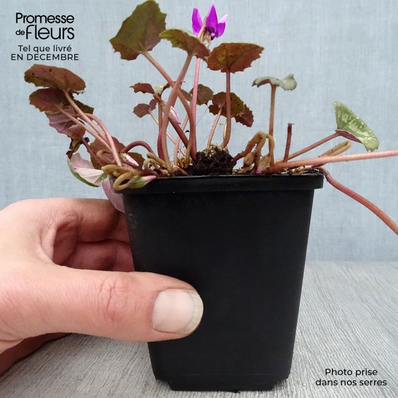 Esimerkki talvella toimitetusta Turkinsyklaami - Cyclamen pseudibericum Godet de 8/9 cm size 9-taimesta