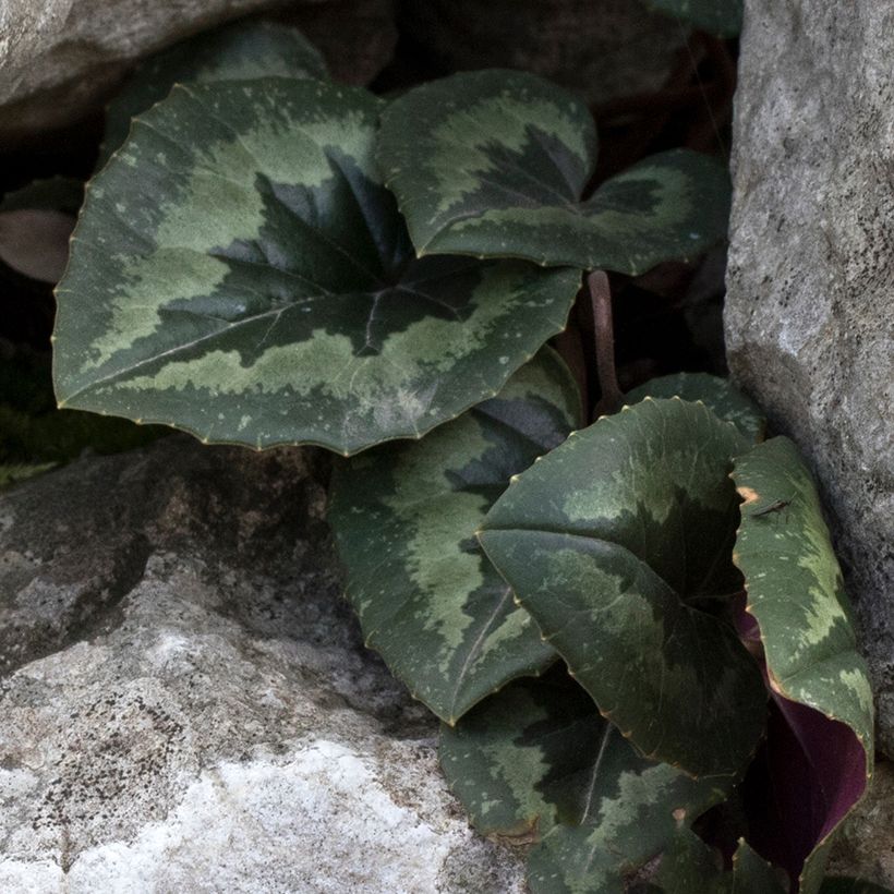 Turkinsyklaami - Cyclamen pseudibericum (Lehvistö)