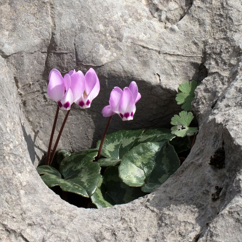 Turkinsyklaami - Cyclamen pseudibericum (Kasvutapa)