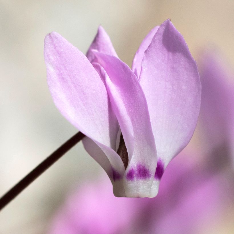 Turkinsyklaami - Cyclamen pseudibericum (Kukinta)