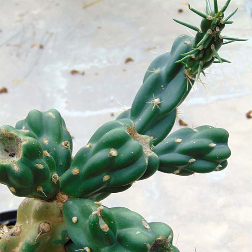 Cylindropuntia imbricata (Lehvistö)