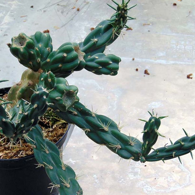 Cylindropuntia imbricata (Kasvutapa)