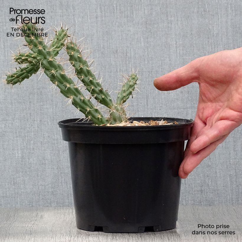 Esimerkki talvella toimitetusta Cylindropuntia imbricata 4 litran/5 litran ruukku-taimesta