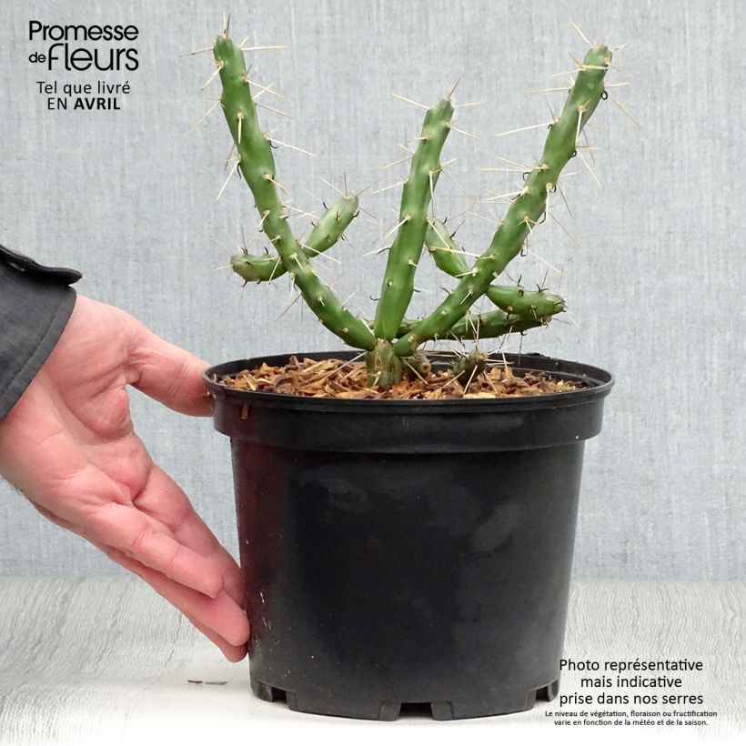 Esimerkki keväällä toimitetusta Cylindropuntia imbricata Pot de 4L/5L-taimesta