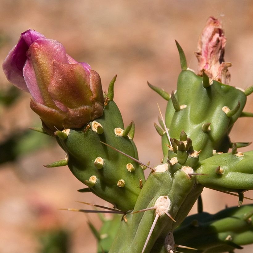 Cylindropuntia kleiniae (Kukinta)