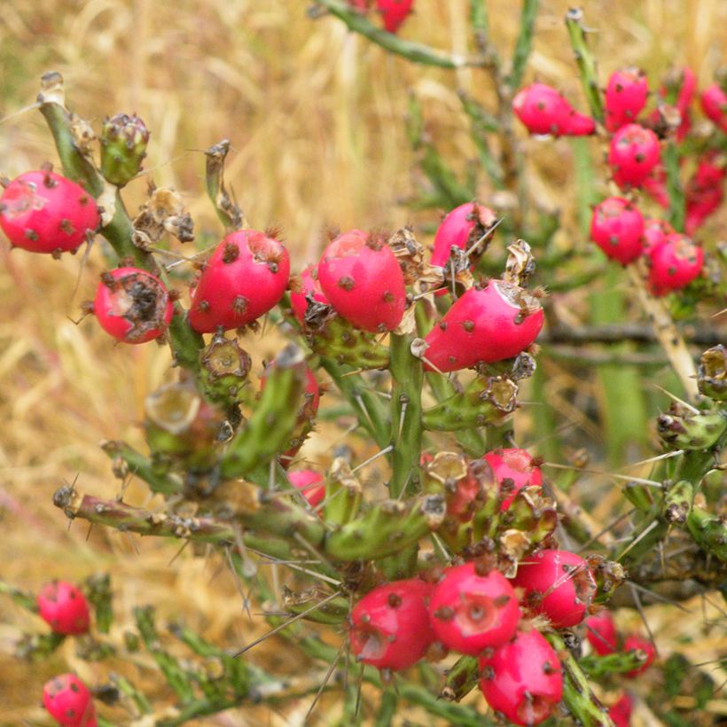 Cylindropuntia kleiniae (Sadonkorjuu)
