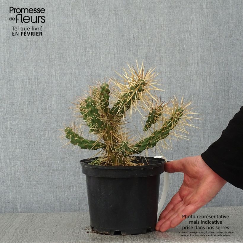 Esimerkki talvella toimitetusta Lieriöopuntia - Cylindropuntia tunicata 4 litran/5 litran ruukku-taimesta