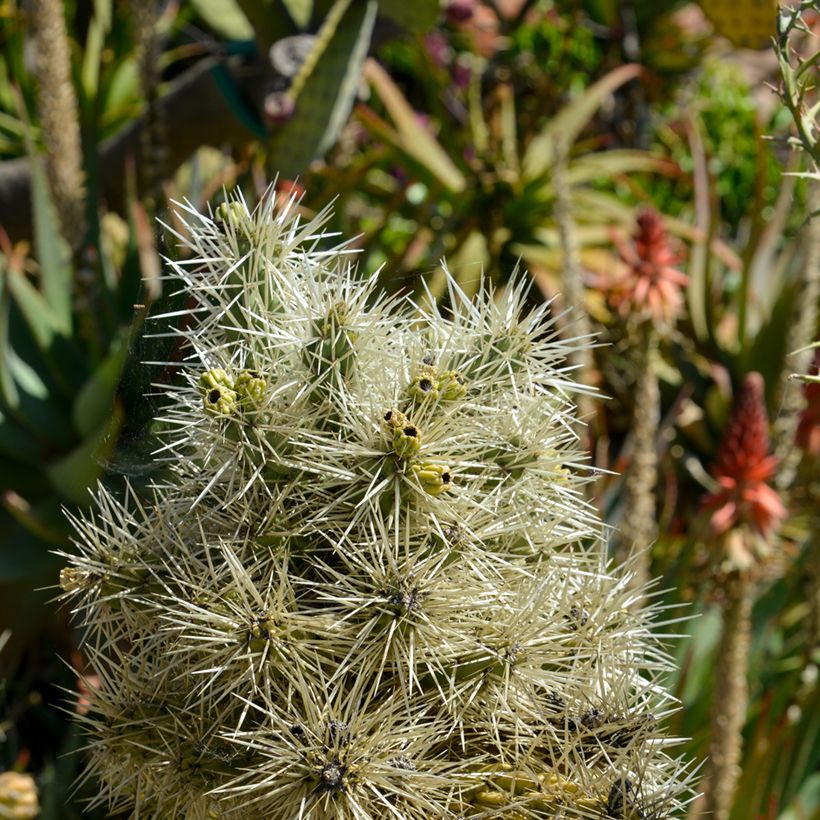 Lieriöopuntia - Cylindropuntia tunicata (Lehvistö)