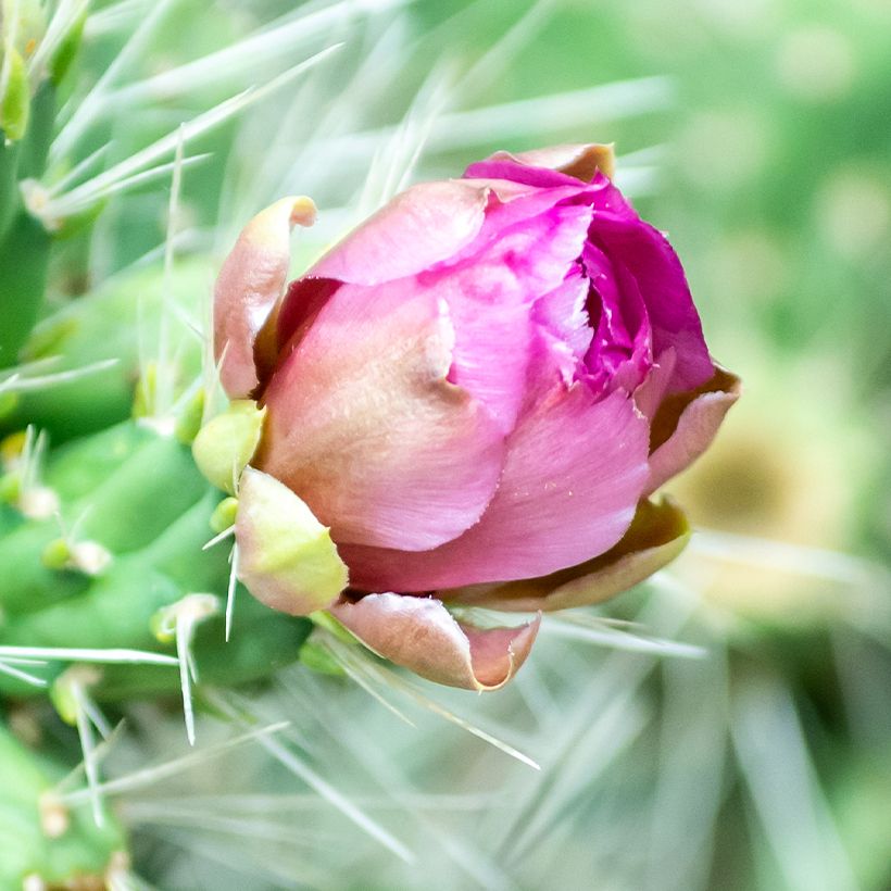 Lieriöopuntia - Cylindropuntia tunicata (Kukinta)