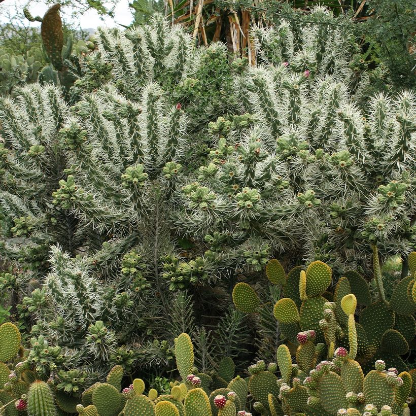 Lieriöopuntia - Cylindropuntia tunicata (Kasvutapa)
