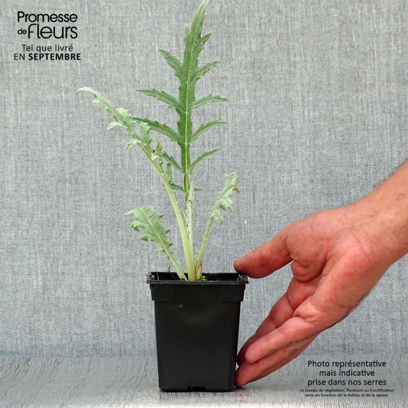 Esimerkki syksyllä toimitetusta Latva-artisokka Gros Vert de Laon - Cynara scolymus 7/8 cm taimiruukku-taimesta