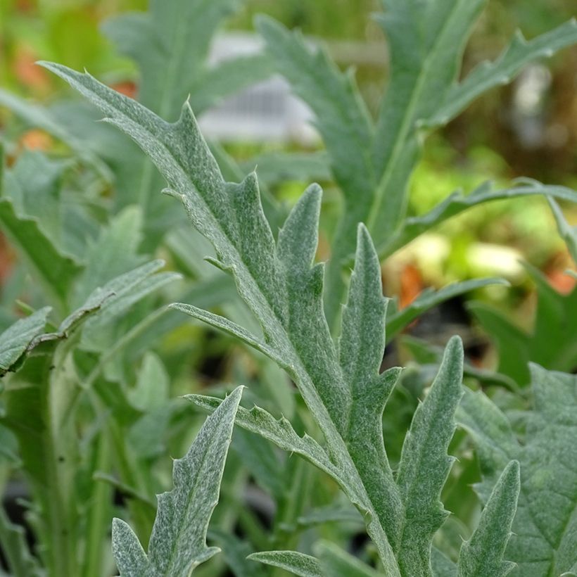 Latva-artisokka Gros Vert de Laon - Cynara scolymus (Lehvistö)