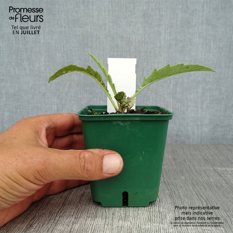 Esimerkki kesällä toimitetusta Isoartisokka var. altilis Godet de 8/9 cm-taimesta
