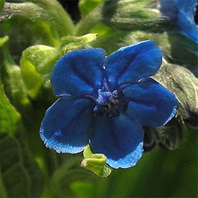 Koirankiele - Cynoglossum nervosum (Kukinta)