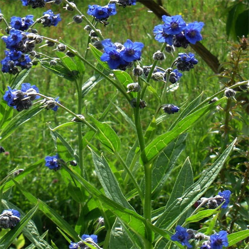 Koirankiele - Cynoglossum nervosum (Kasvutapa)