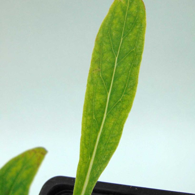 Koirankiele - Cynoglossum nervosum (Lehvistö)