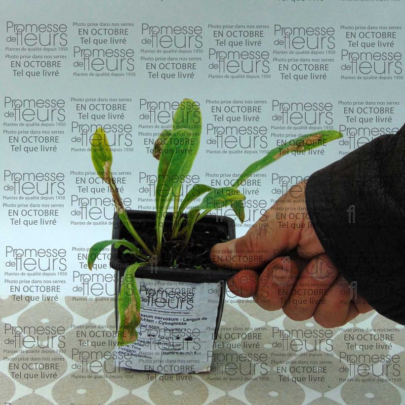Esimerkki toimitetusta Koirankiele - Cynoglossum nervosum Godet de 8/9 cm-taimesta