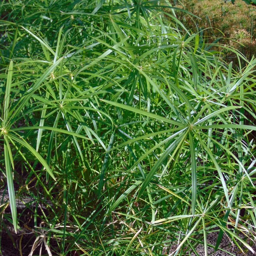 Sädekaisla - Cyperus alternifolius (Lehvistö)