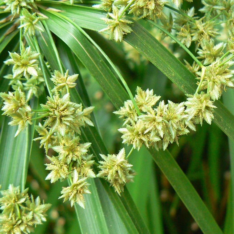 Sädekaisla - Cyperus alternifolius (Kukinta)