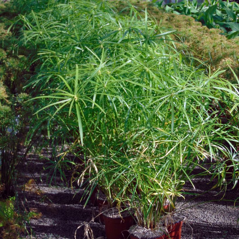 Sädekaisla - Cyperus alternifolius (Kasvutapa)