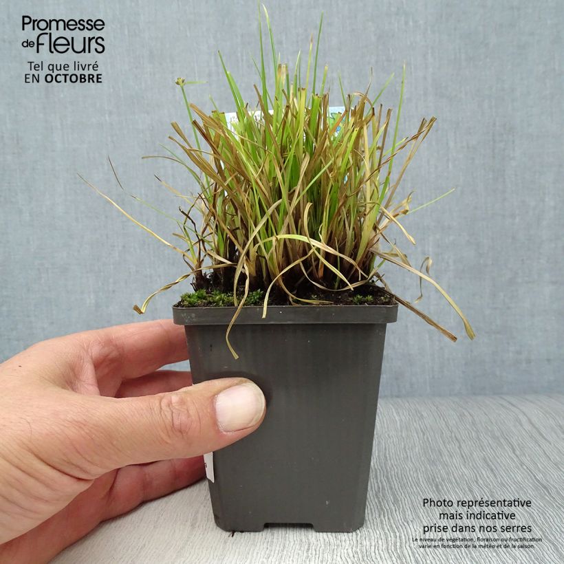 Esimerkki syksyllä toimitetusta Sädekaisla - Cyperus alternifolius 8/9 cm taimiruukku-taimesta