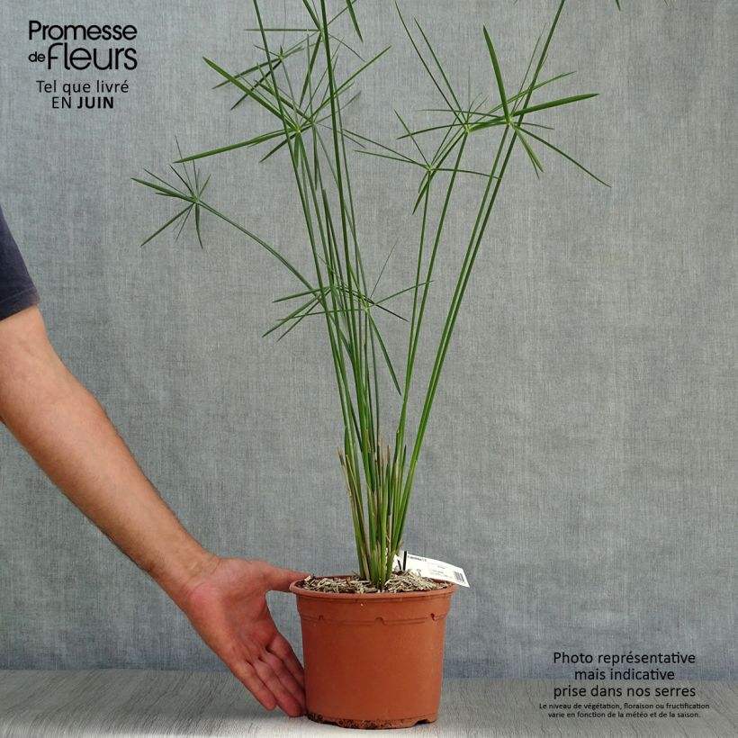 Esimerkki kesällä toimitetusta Sädekaisla - Cyperus alternifolius Ruukku 2L / 3L-taimesta