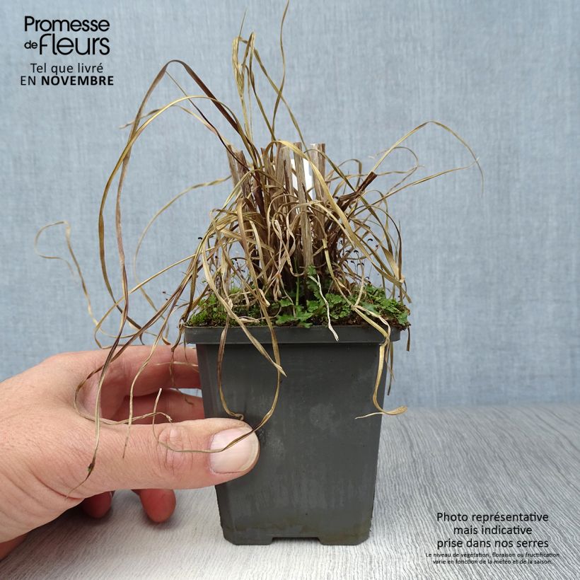 Esimerkki syksyllä toimitetusta Kiiltosädekaisla - Cyperus glaber 8/9 cm taimiruukku-taimesta