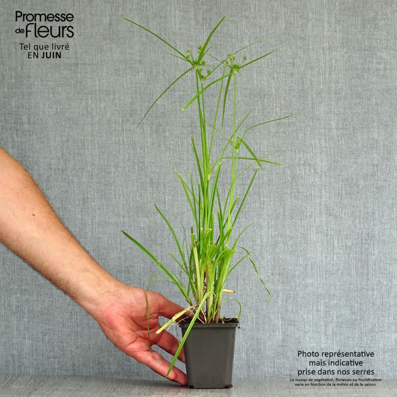 Esimerkki kesällä toimitetusta Kiiltosädekaisla - Cyperus glaber Taimiruukku 8/9 cm-taimesta