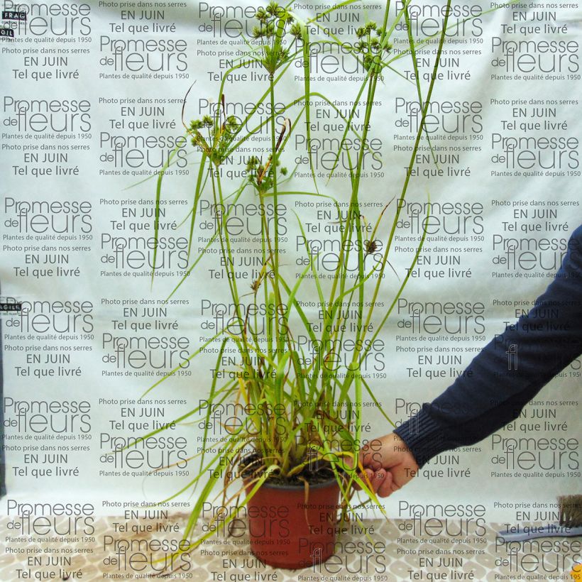 Esimerkki toimitetusta Kiiltosädekaisla - Cyperus glaber Ruukku 4L / 5L-taimesta