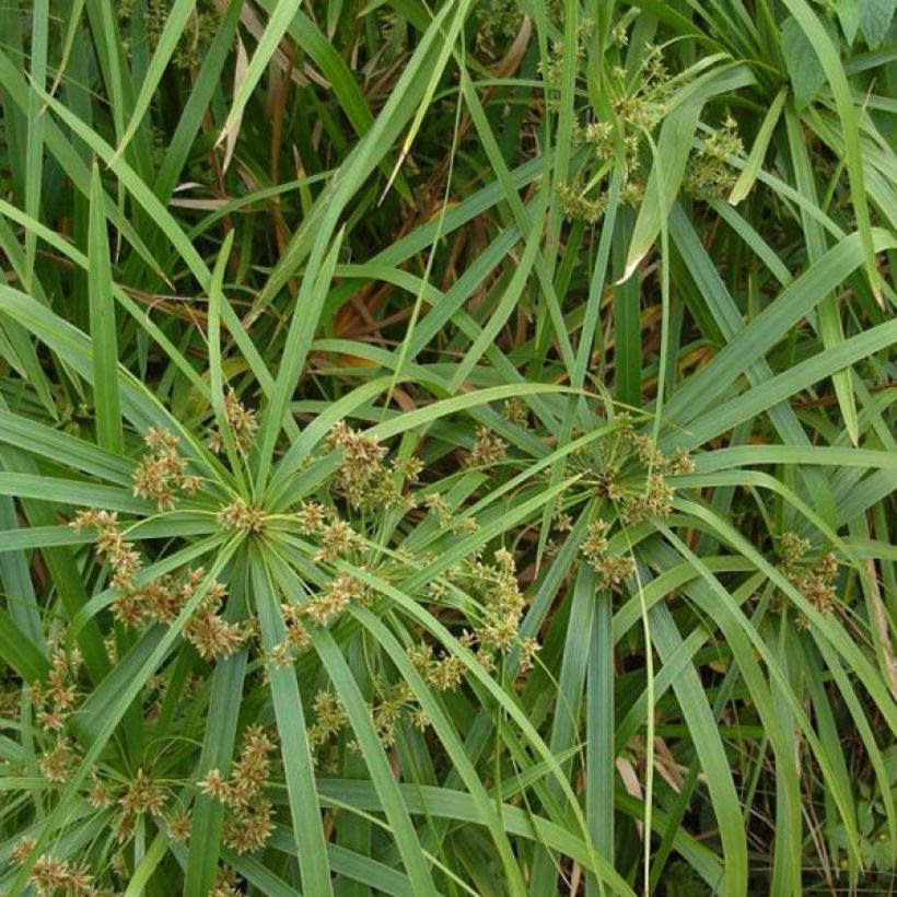Isosädekaisla - Cyperus involucratus (Lehvistö)